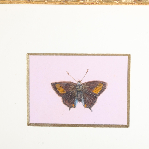 3554 - Lepidopterology : A group of six hand painted butterflies, mounted in modern wooden frames with gild... 