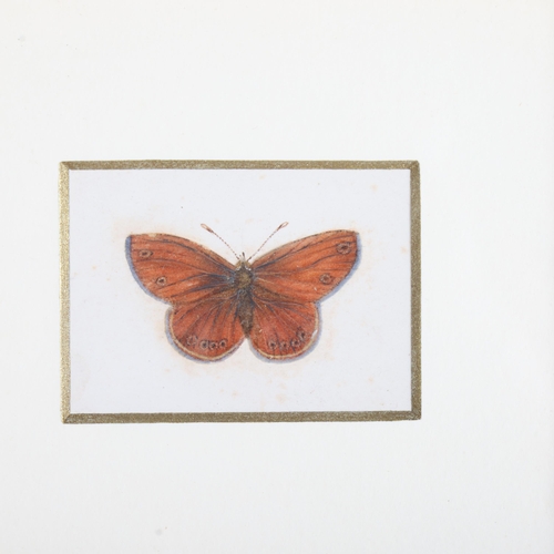 3554 - Lepidopterology : A group of six hand painted butterflies, mounted in modern wooden frames with gild... 