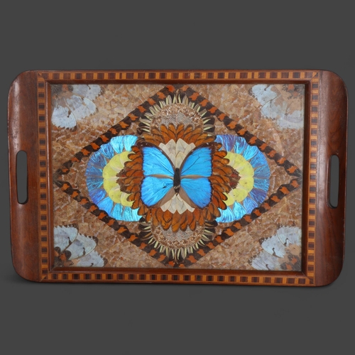 3556 - Lepidopterology : A vintage teak, marquetry inlaid butterfly wing tray, glazed, 33.5cm x 51.5cm.