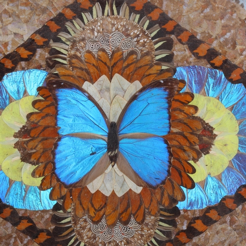 3556 - Lepidopterology : A vintage teak, marquetry inlaid butterfly wing tray, glazed, 33.5cm x 51.5cm.