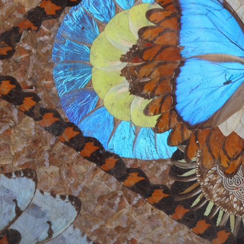 3556 - Lepidopterology : A vintage teak, marquetry inlaid butterfly wing tray, glazed, 33.5cm x 51.5cm.