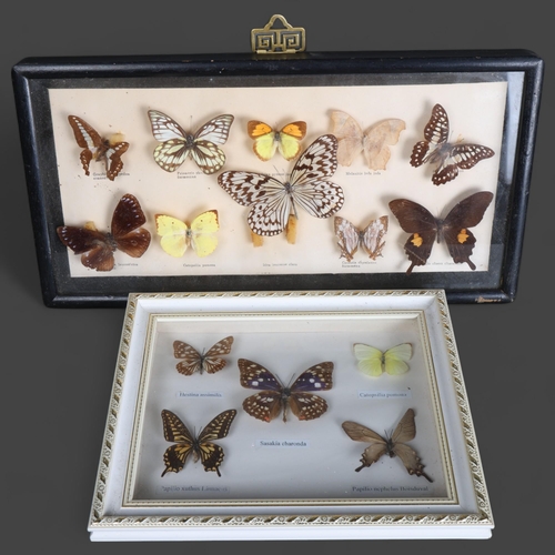 3558 - Lepidopterology - two glass cases containing a collection of various butterfly species.