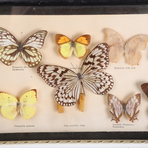 3558 - Lepidopterology - two glass cases containing a collection of various butterfly species.