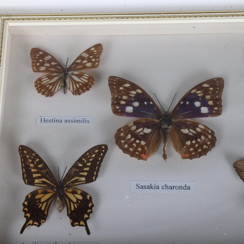 3558 - Lepidopterology - two glass cases containing a collection of various butterfly species.