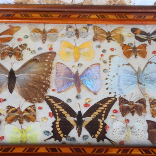 3559 - Lepidopterology - two similar vintage teak and marquetry inlaid full butterfly and butterfly wing tr... 