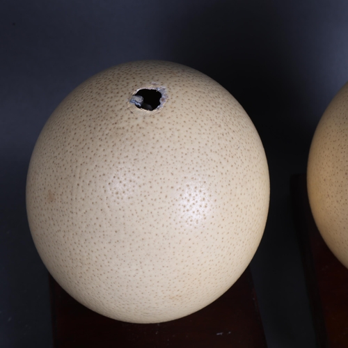 3567 - Natural History - two similar Ostrich eggs, mounted on wooden display stands, height 18cm, (2).