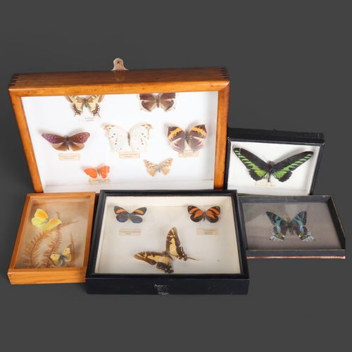 3584 - Lepidopterology - a collection of various butterfly species, both framed and in display cases.