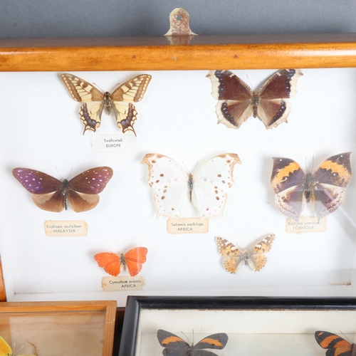 3584 - Lepidopterology - a collection of various butterfly species, both framed and in display cases.