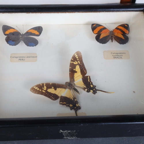 3584 - Lepidopterology - a collection of various butterfly species, both framed and in display cases.