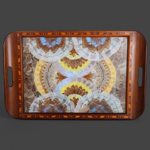 3585 - Lepidopterology - a vintage teak and marquetry inlaid butterfly wing tray, with glazed top, 34cm x 5... 