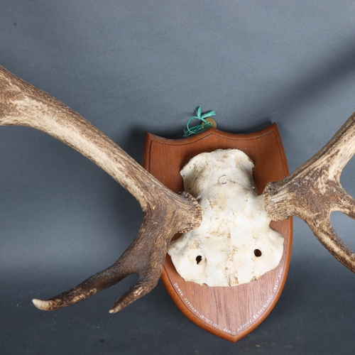 3592 - Antlers/Horns - a large set of Stag antlers, with skull cap, mounted on a traditional wooden shield,... 