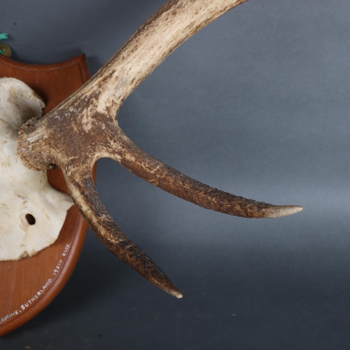 3592 - Antlers/Horns - a large set of Stag antlers, with skull cap, mounted on a traditional wooden shield,... 