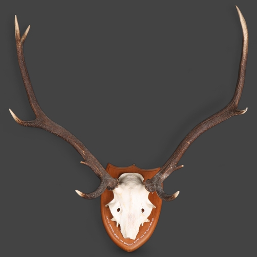 3593 - Antlers/Horns - a large set of Stag antlers, with skull cap, mounted on a traditional wooden shield,... 