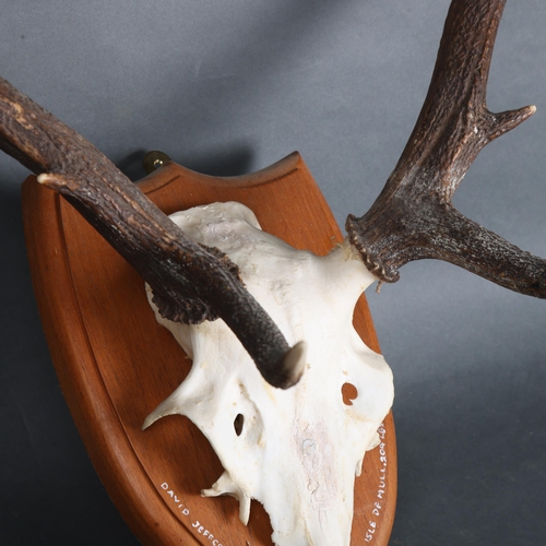 3593 - Antlers/Horns - a large set of Stag antlers, with skull cap, mounted on a traditional wooden shield,... 