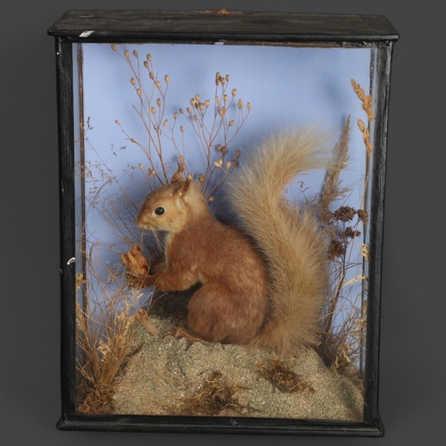 3598 - Taxidermy -an antique study of a Red Squirrel (Sciurus vulgaris), seated on naturalistic plinth with... 