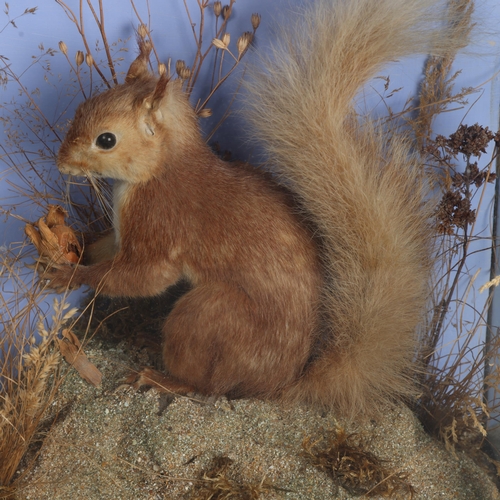 3598 - Taxidermy -an antique study of a Red Squirrel (Sciurus vulgaris), seated on naturalistic plinth with... 