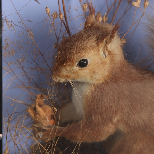 3598 - Taxidermy -an antique study of a Red Squirrel (Sciurus vulgaris), seated on naturalistic plinth with... 