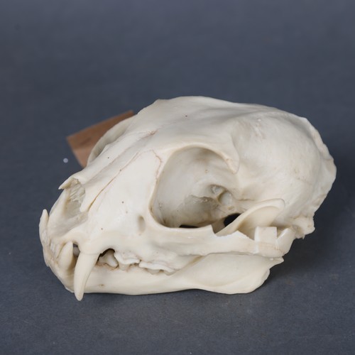 3185A - Taxidermy : A replica Leopard skull.