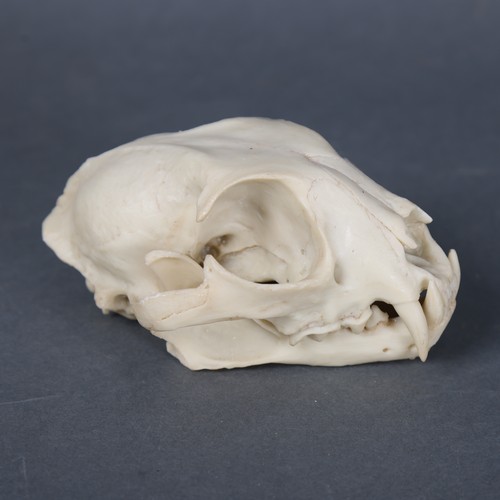 3185A - Taxidermy : A replica Leopard skull.