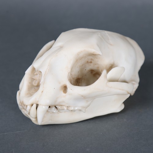 3185B - Taxidermy : A replica Leopard skull.