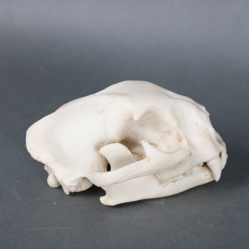 3185B - Taxidermy : A replica Leopard skull.