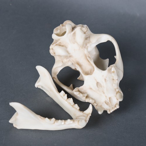 3185B - Taxidermy : A replica Leopard skull.