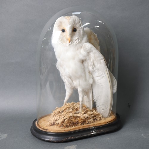 3188A - Taxidermy ; An Antique study of a Barn Owl, perched, wings slightly open, in period oval glass dome ... 