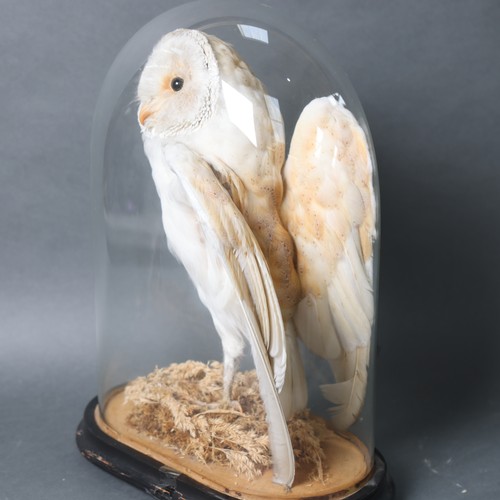 3188A - Taxidermy ; An Antique study of a Barn Owl, perched, wings slightly open, in period oval glass dome ... 