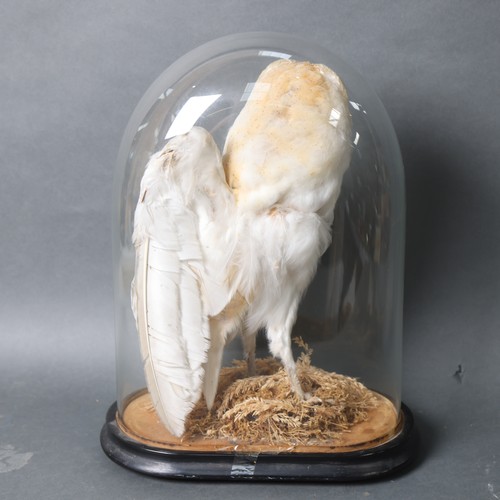 3188A - Taxidermy ; An Antique study of a Barn Owl, perched, wings slightly open, in period oval glass dome ... 