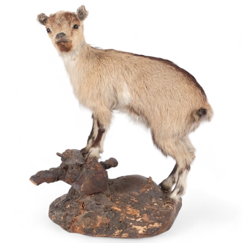 108 - TAXIDERMY - a pygmy goat, on naturalist wood base, H50cm