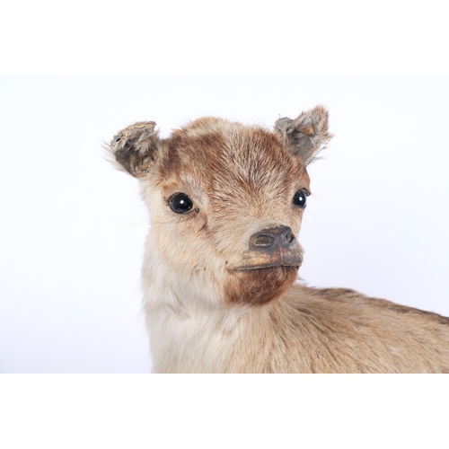 108 - TAXIDERMY - a pygmy goat, on naturalist wood base, H50cm