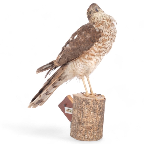 109 - TAXIDERMY - a sparrow hawk, on later woodblock base, H28cm