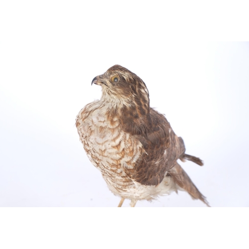 109 - TAXIDERMY - a sparrow hawk, on later woodblock base, H28cm