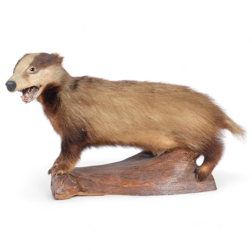 110 - TAXIDERMY - a badger, on naturalistic wood base, L75cm