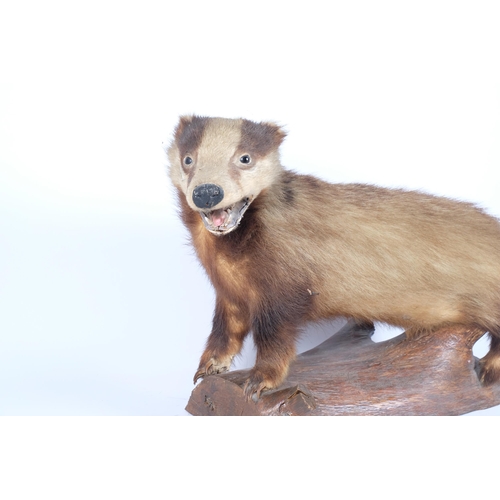 110 - TAXIDERMY - a badger, on naturalistic wood base, L75cm