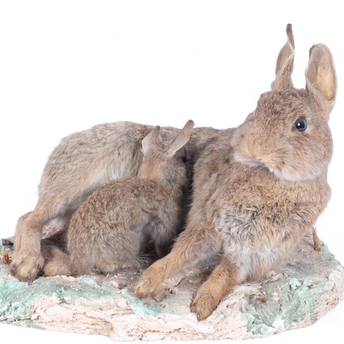 111 - TAXIDERMY - a mother and baby rabbit, on naturalistic plaster base, L36cm