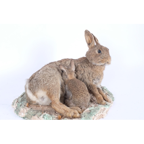 111 - TAXIDERMY - a mother and baby rabbit, on naturalistic plaster base, L36cm