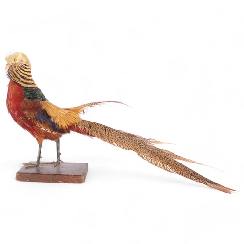 112 - TAXIDERMY - a golden pheasant, on stained pine base, L65cm