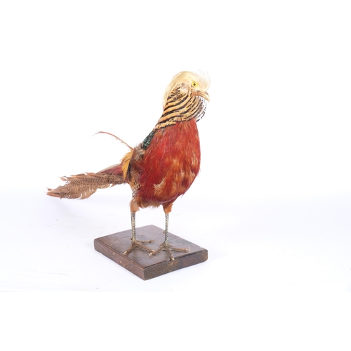 112 - TAXIDERMY - a golden pheasant, on stained pine base, L65cm