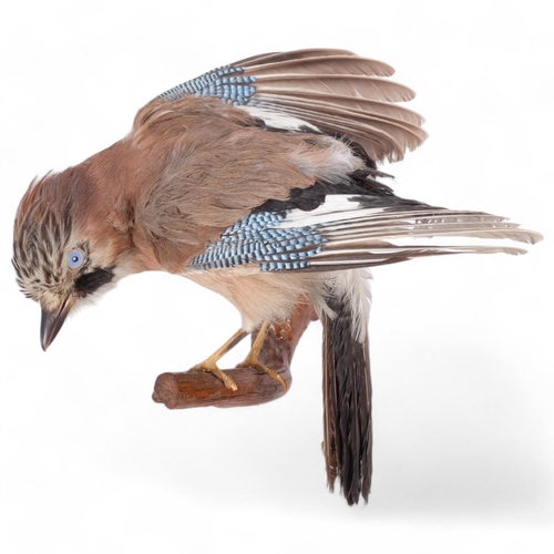 113 - TAXIDERMY - a jay, on naturalistic branch wall mount, H24cm