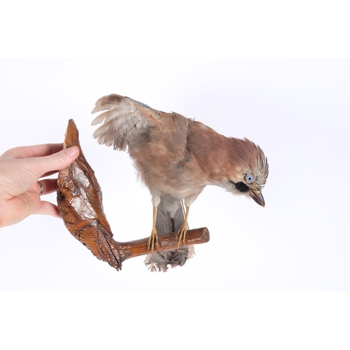 113 - TAXIDERMY - a jay, on naturalistic branch wall mount, H24cm