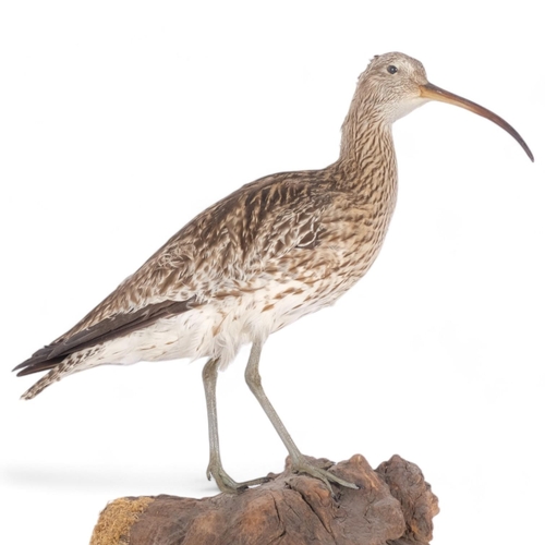 114 - TAXIDERMY - a curlew, on naturalistic wall mount base, H50cm