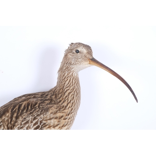 114 - TAXIDERMY - a curlew, on naturalistic wall mount base, H50cm