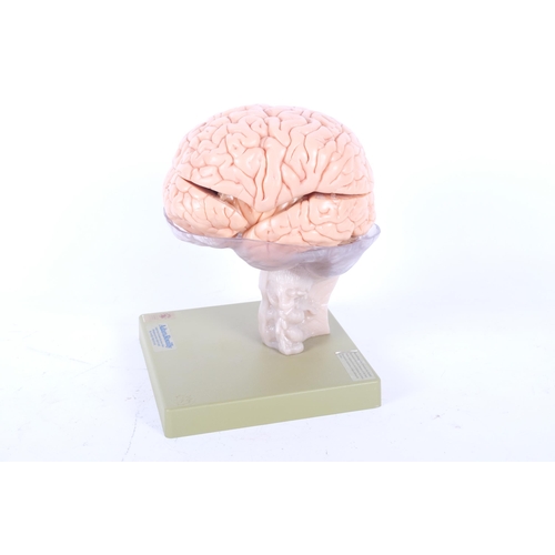 129 - Adam, Rouilly London Limited, a SOMSO modelle 2001 Human brain anatomical model, on base and labelle... 