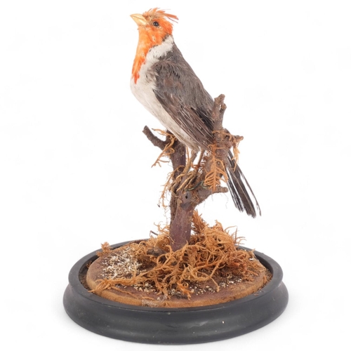 67 - TAXIDERMY - a red crested cardinal bird, on naturalistic branch mount, 24cm