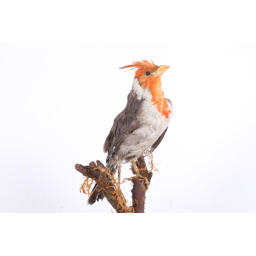 67 - TAXIDERMY - a red crested cardinal bird, on naturalistic branch mount, 24cm