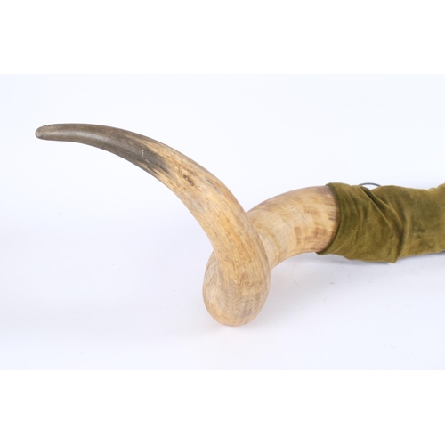 68 - TAXIDERMY - A large pair of Ox horns, from the last working Ox in Northiam, East Sussex, overall len... 