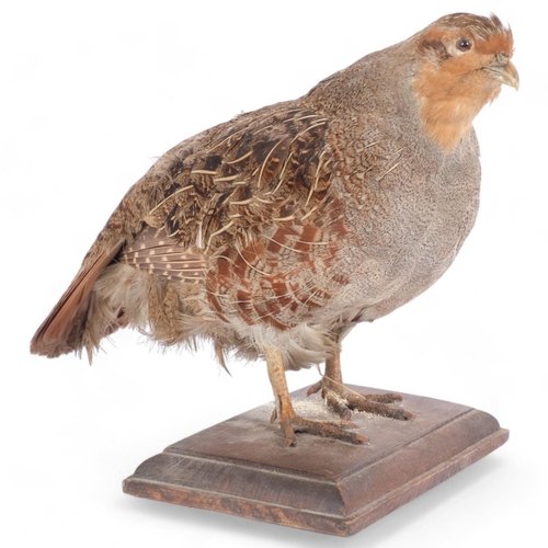 69 - TAXIDERMY - a grey partridge, on oak base, H19cm