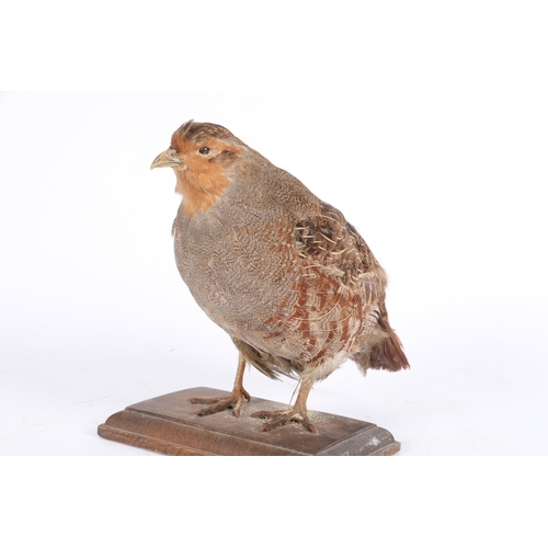 69 - TAXIDERMY - a grey partridge, on oak base, H19cm