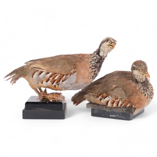 70 - TAXIDERMY - Two Red-legged Partridge, both on stands, largest, height 19cm.